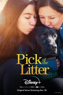 Pick of the Litter (2018) movie poster
