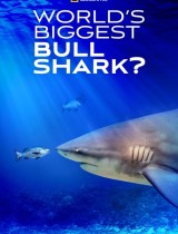 World's Biggest Bull Shark? (2021) movie poster